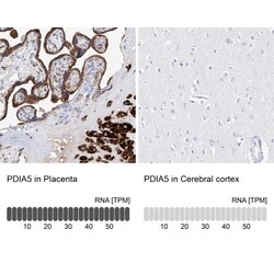 PDIR Antibody, Novus Biologicals 25 &mu;L | Buy Online | Novus Biologicals | Fisher Scientific